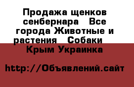 Продажа щенков сенбернара - Все города Животные и растения » Собаки   . Крым,Украинка